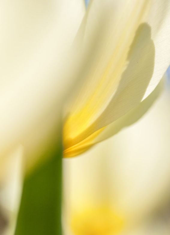 Lumière maîtrisée : l’art du rituel solaire
