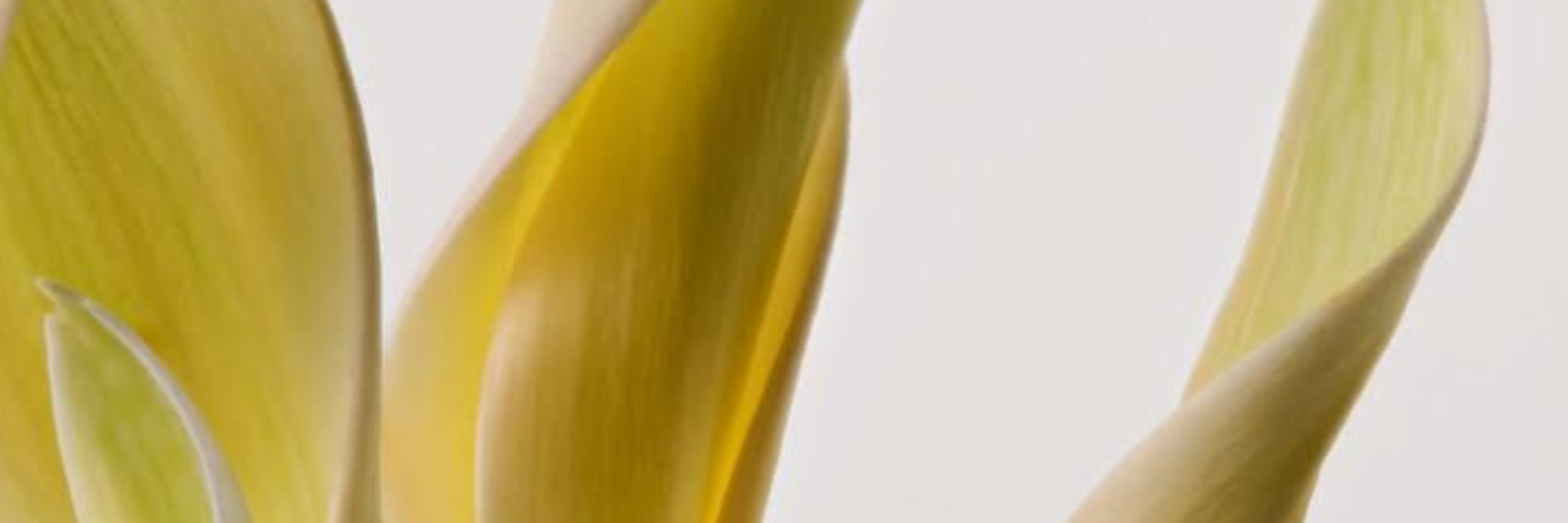 Éclat & uniformité